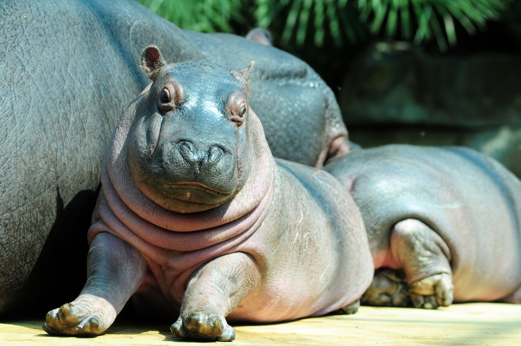 Hippopotamus Fact #5